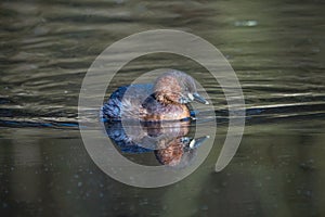 Little grebe bird on the water