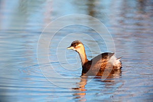 Little Grebe on bog