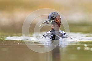 Little Grebe catching fish in pond