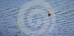 Little grebe chick floats in the lake, waiting for his mother to resurface