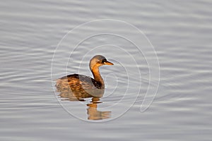 Little grebe (dabchick);