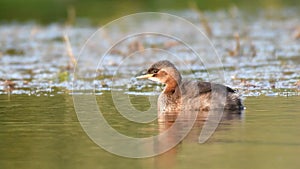 Little grebe or dabchick Tachybaptus ruficollis swims in the lake