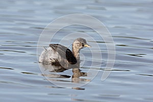 Little grebe or dabchick, Tachybaptus ruficollis