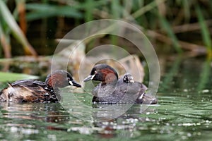 Little Grebe dabchick Tachybuptus ruficollis feeding young