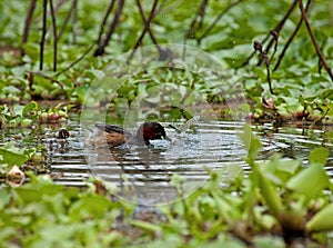 Little Grebe and Dragonfly