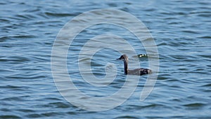 Little grebe duck Tachybaptus ruficollis