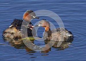 Little Grebe feeding babies