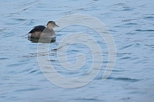 Little Grebe female on a pond