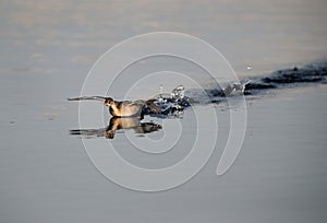 Little grebe juvenile skidding on water in Buhair lake, Bahrain