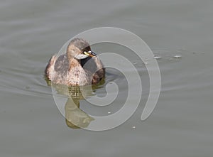 Little grebe photo