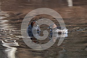 Little grebe pair on the water