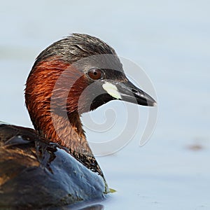 Little grebe portrait