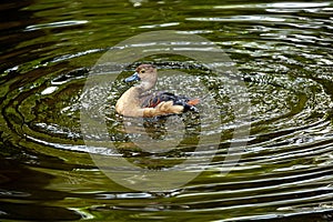 Little Grebe is resting on the swamp.