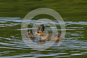 Little grebe, Scientific name: Tachybaptus ruficollis