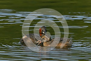 Little grebe, Scientific name: Tachybaptus ruficollis