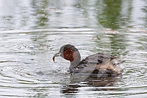 Little grebe water fowl
