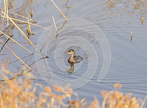 Little Grebe swimming