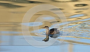 A Little grebe swimming on Seyhan River in evening