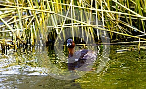A Little Grebe - Tachbaptus Ruficollis - Looking For Fish and Insects In a Reed Bed