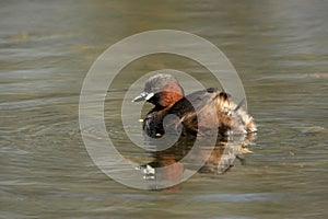 Little Grebe - Tachybaptus ruficollis