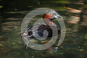 Little grebe (Tachybaptus ruficollis).