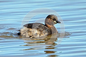 Little Grebe - Tachybaptus ruficollis