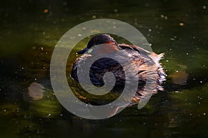 Little grebe, Tachybaptus ruficollis, family of water birds. Bird in the green water surface. dabchick from Germany in Europe,