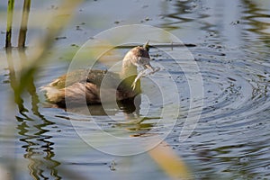 Little grebe (Tachybaptus ruficollis) with fish in beak