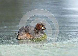 Little grebe, Tachybaptus ruficollis, Keoladeo National Park, Bharatpur, Rajasthan, India