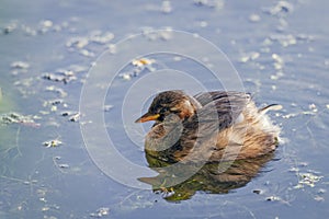 Little Grebe (Tachybaptus ruficollis) in the Somerset Levels Wetlands