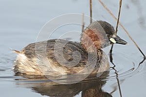 A Little Grebe (Tachybaptus ruficollis) swimming on a lake hunting for food.