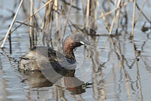 A Little Grebe (Tachybaptus ruficollis) swimming on a lake hunting for food.