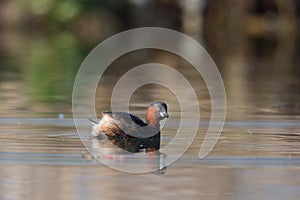 Little grebe tachybaptus ruficollis swimming in water