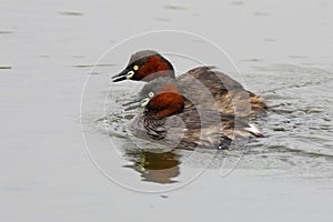 Little Grebe Tachybaptus ruficollis Two Birds in the water