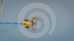 Little Grebe on water