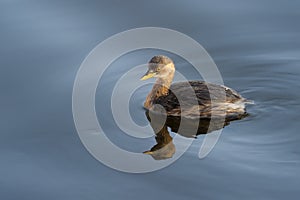 Little Grebe in water.