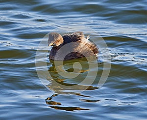 Little grebe on water