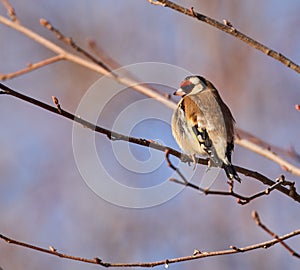 Little grebe on water
