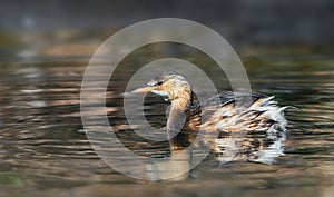 Little grebe on the water - Tachybaptus ruficollis