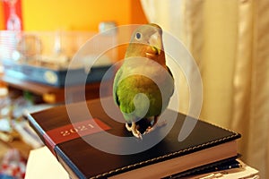 Little green agapornis selby bird animal sitting on a paper diary of the year 2021 in a smart working home studio