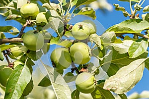 Little green apples on the tree in the garden.