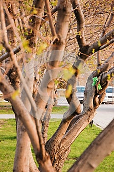 Little green bear toy sitting at tree branch in park