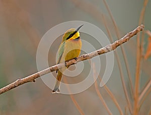 Little green Bee-eater