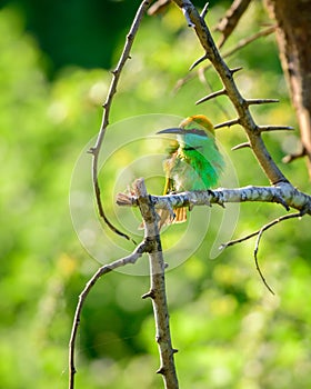 Little green bee-eater bird isolated against natural bokeh background, fluffing to the warm breeze in the evening at Udawalawe