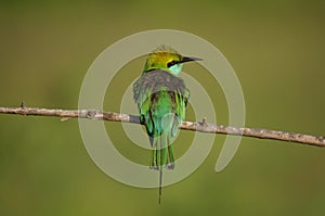 Little Green Bee Eater Bird, Sri Lanka