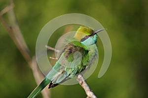 Little Green Bee Eater Bird, Sri Lanka