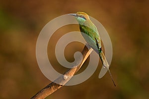 Little Green Bee-eater, Merops orientalis, exotic green and yellow rare bird from India. Beautiful bird from Kabini Nagarhole NP