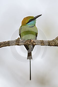 Little Green Bee-eater - Merops orientalis, Sri Lanka