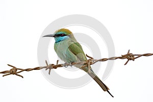 Little Green Bee-eater perching on barbed wire in Sharjah emirat