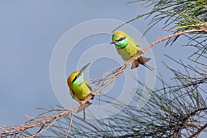 Little Green Bee-eaters couple courtship in Goa, India